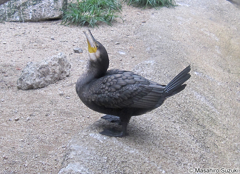 カワウ Phalacrocorax carbo