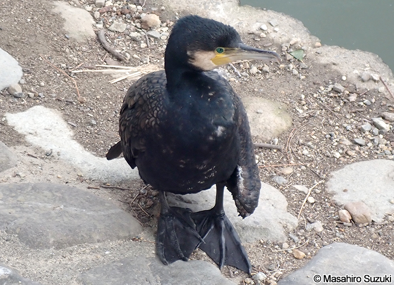カワウ Phalacrocorax carbo