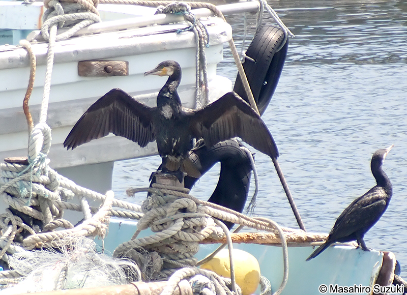 カワウ Phalacrocorax carbo