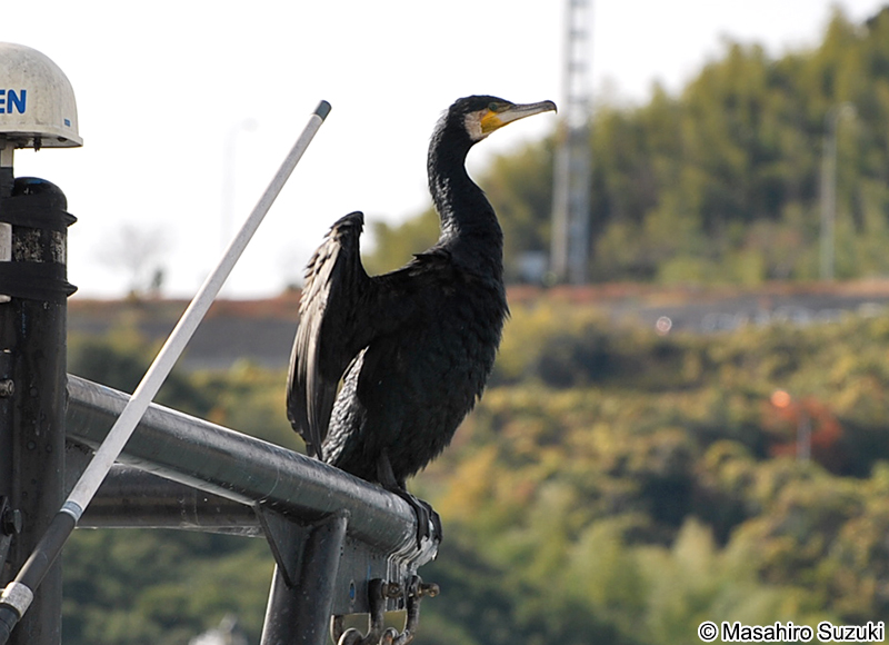 カワウ Phalacrocorax carbo