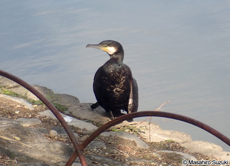 カワウ Phalacrocorax carbo