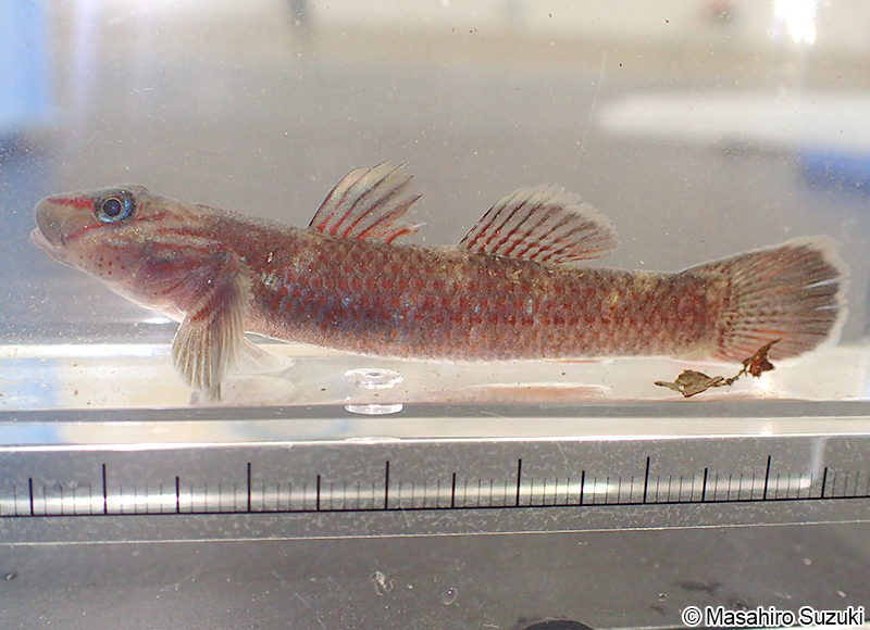 カワヨシノボリ Rhinogobius flumineus
