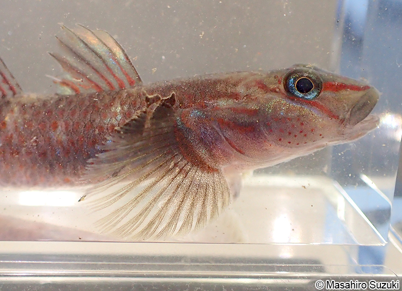 カワヨシノボリ Rhinogobius flumineus
