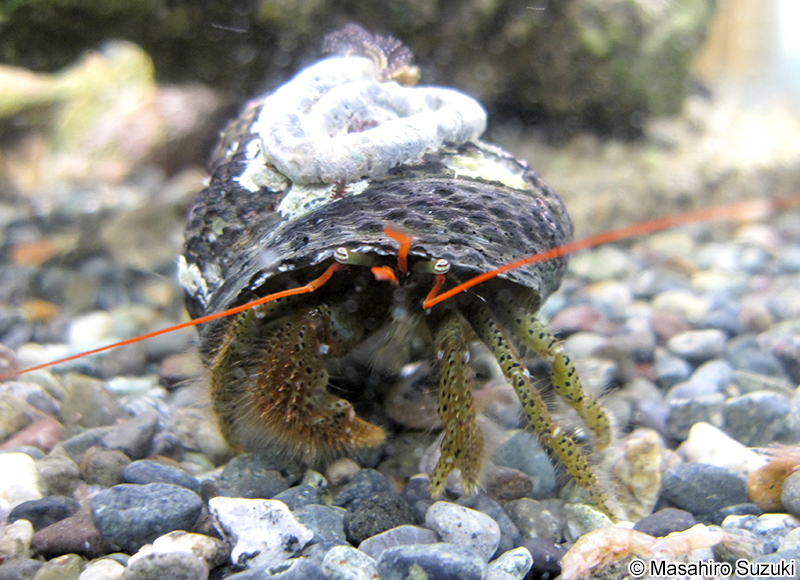 ケアシホンヤドカリ Pagurus lanuginosus