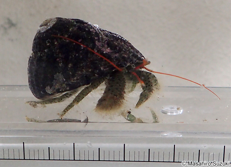 ケアシホンヤドカリ Pagurus lanuginosus