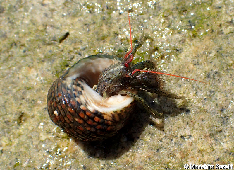 ケアシホンヤドカリ Pagurus lanuginosus