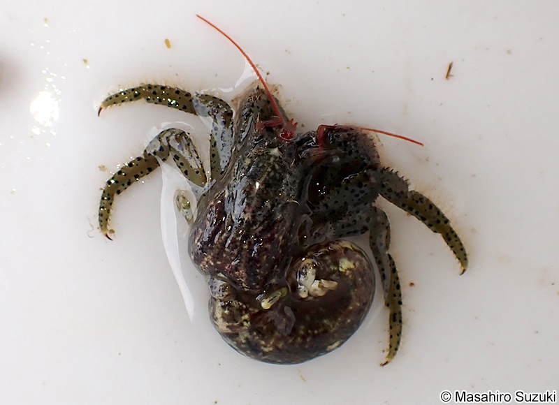 ケアシホンヤドカリ Pagurus lanuginosus
