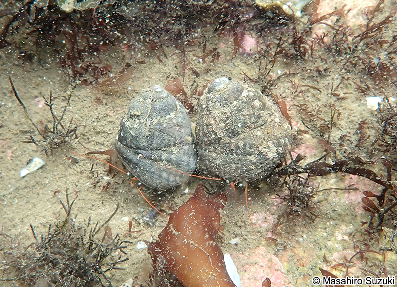 ケアシホンヤドカリ Pagurus lanuginosus