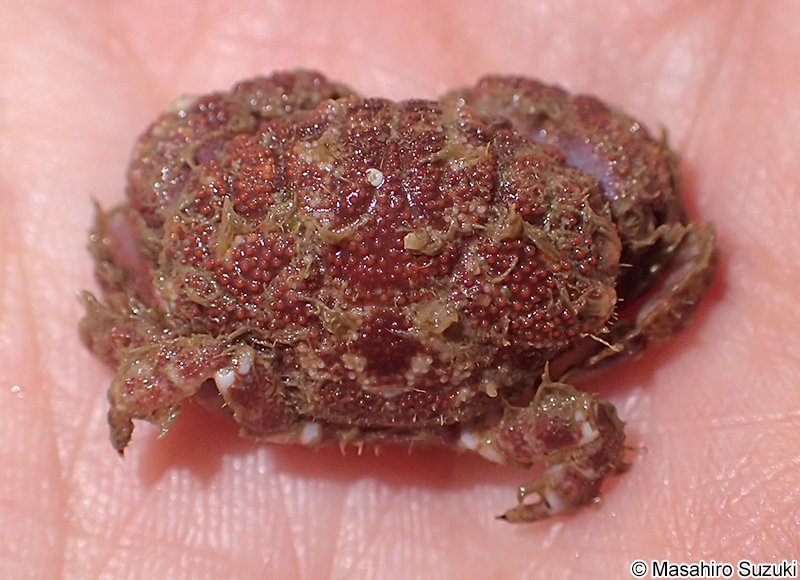 ケブカアワツブガニ Gaillardiellus orientalis