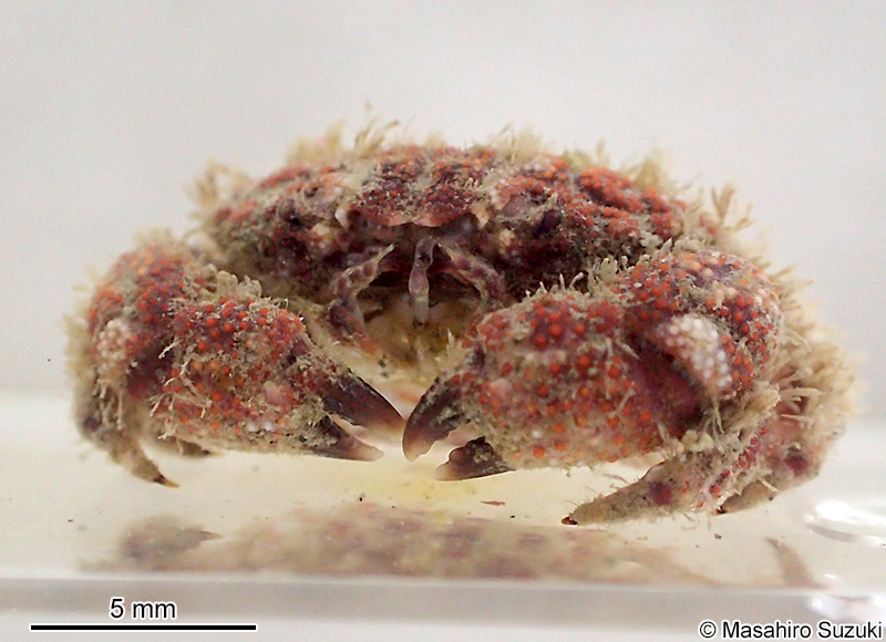 ケブカアワツブガニ Gaillardiellus orientalis