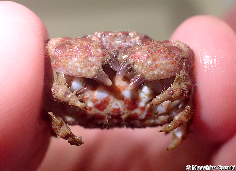 ケブカアワツブガニ Gaillardiellus orientalis