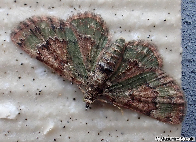 ケブカチビナミシャク Gymnoscelis esakii