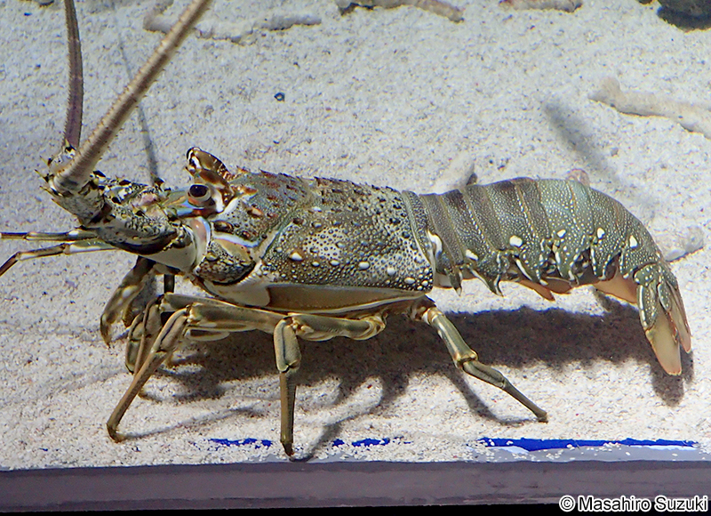ケブカイセエビ Panulirus homarus