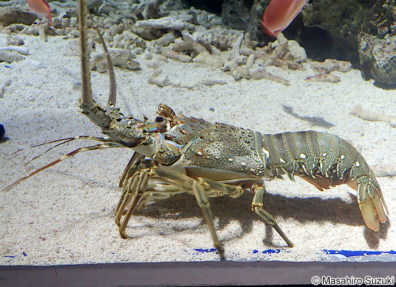 ケブカイセエビ Panulirus homarus