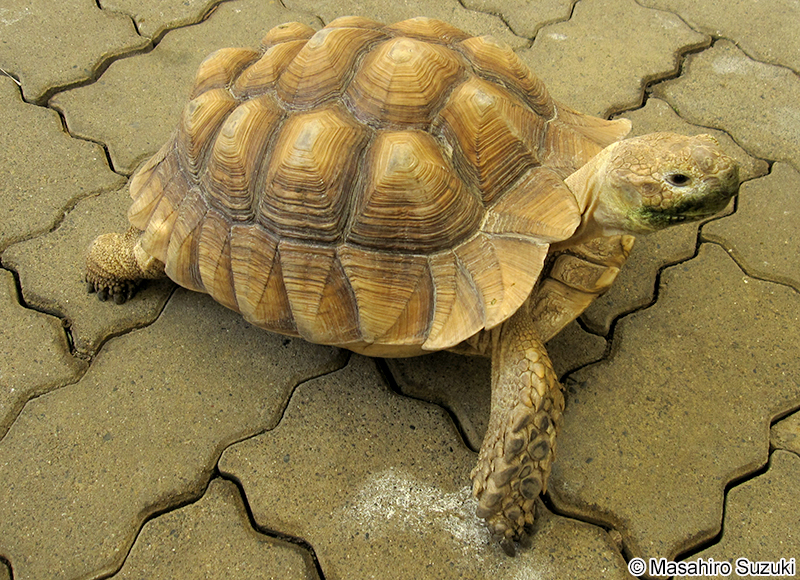 ケヅメリクガメ Centrochelys sulcata