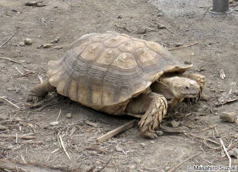 ケヅメリクガメ Centrochelys sulcata