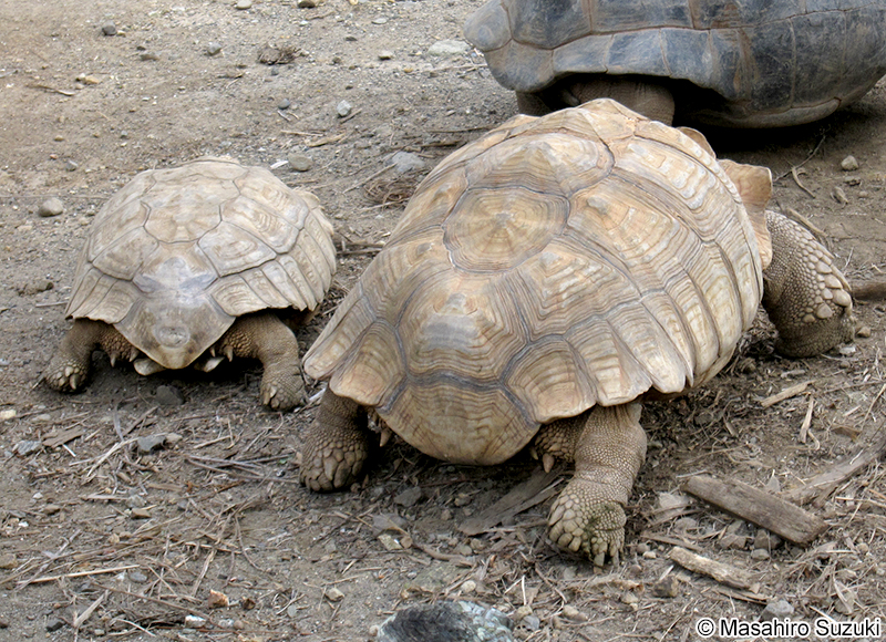 ケヅメリクガメ Centrochelys sulcata