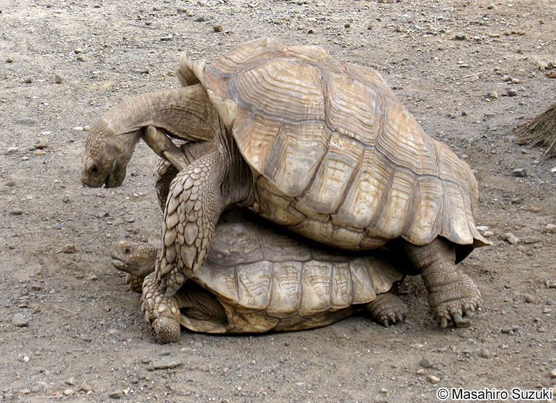 ケヅメリクガメ Centrochelys sulcata