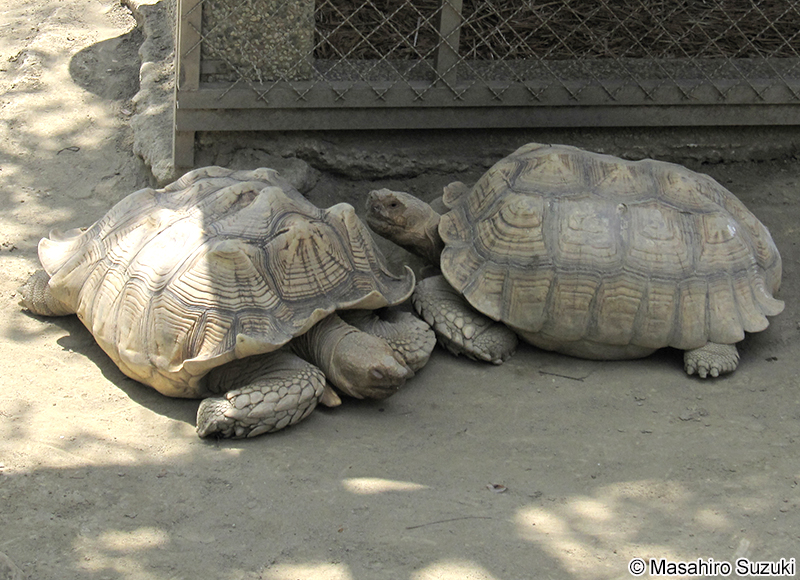 ケヅメリクガメ Centrochelys sulcata