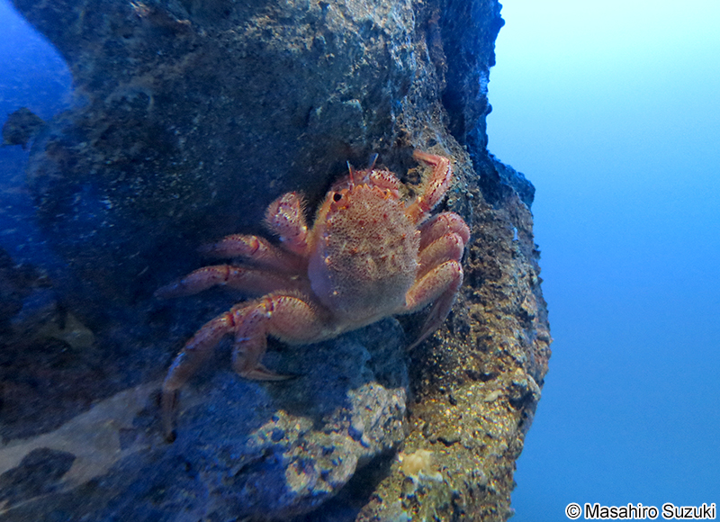 ケガニ Erimacrus isenbeckii