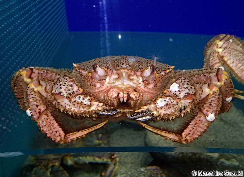 ケガニ Erimacrus isenbeckii