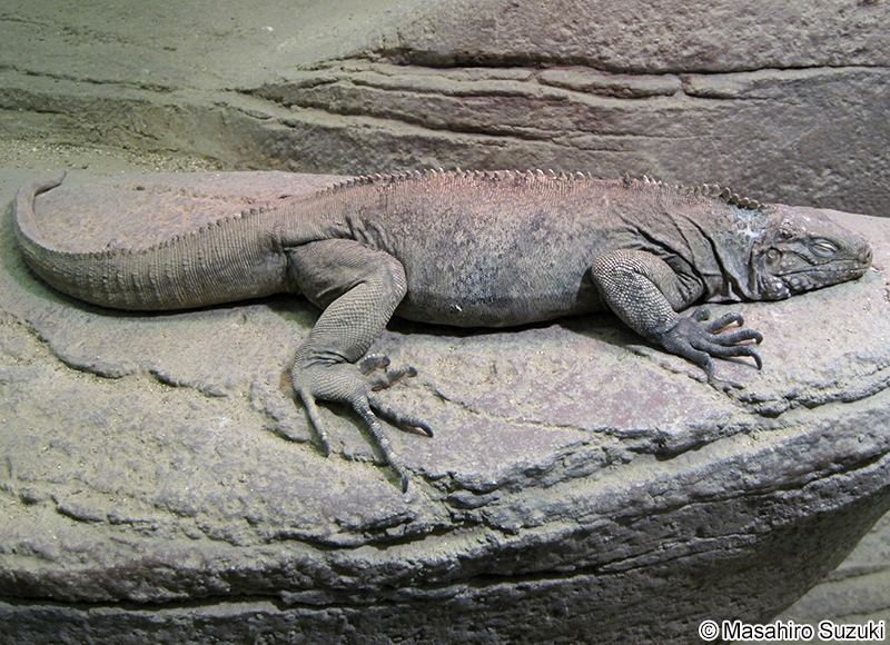リトルケイマンイワイグアナ Cyclura nubila caymanensis