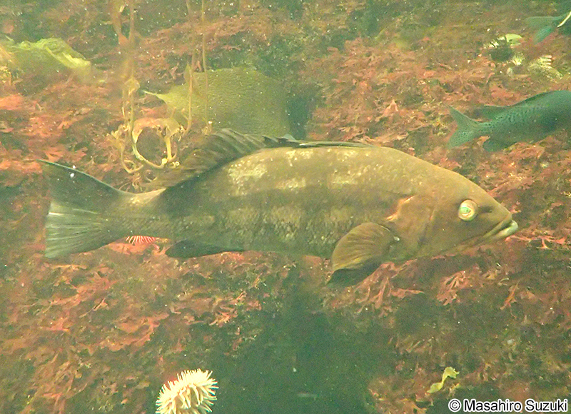 ケルプバス Paralabrax clathratus