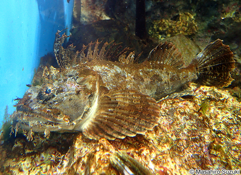 ケムシカジカ Hemitripterus villosus