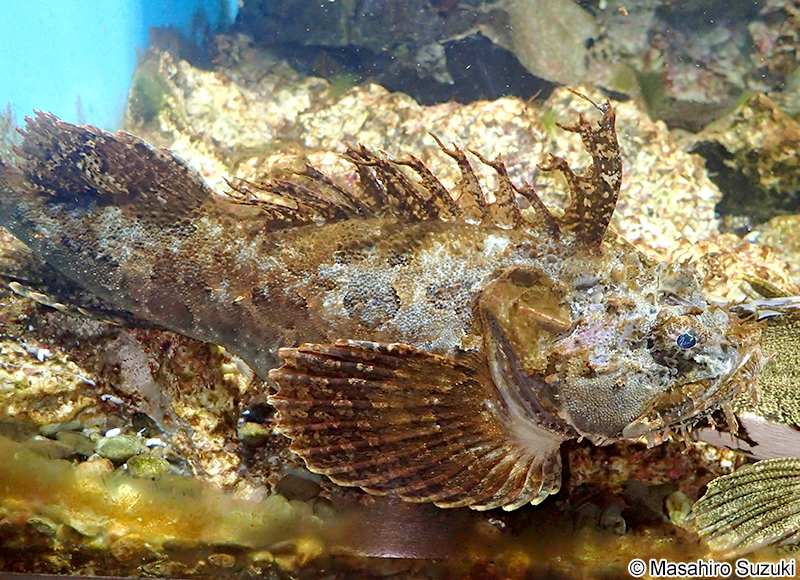 ケムシカジカ Hemitripterus villosus