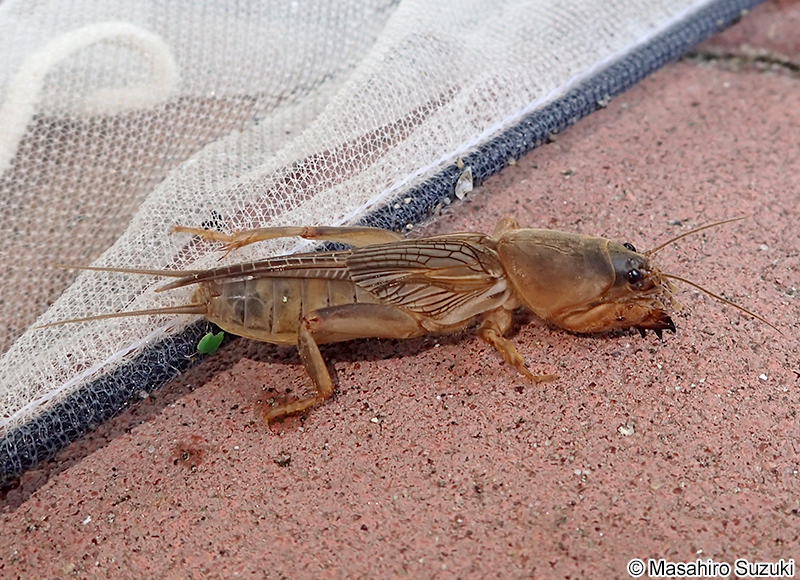 ケラ Gryllotalpa orientalis