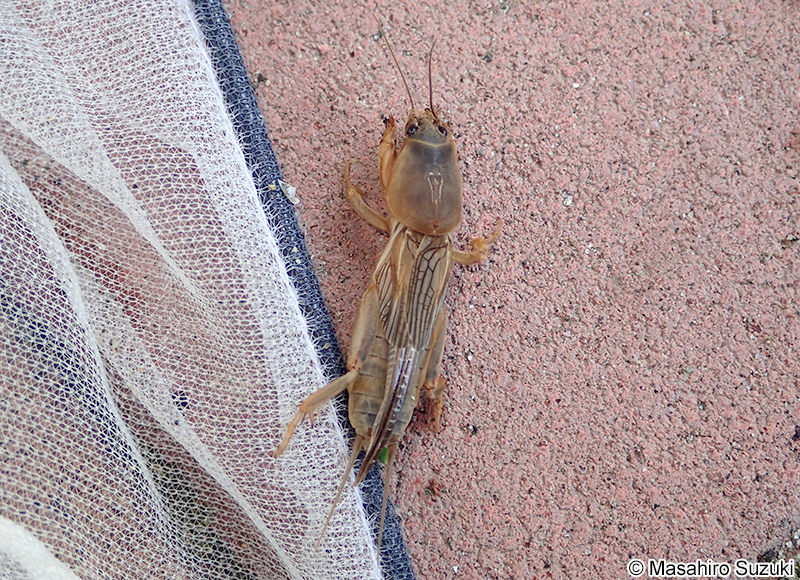 ケラ Gryllotalpa orientalis