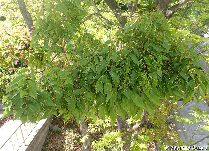ケヤキヒトスジワタムシ Paracolopha morrisoni