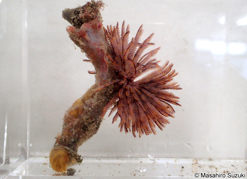 ケヤリムシ Sabellastarte japonica