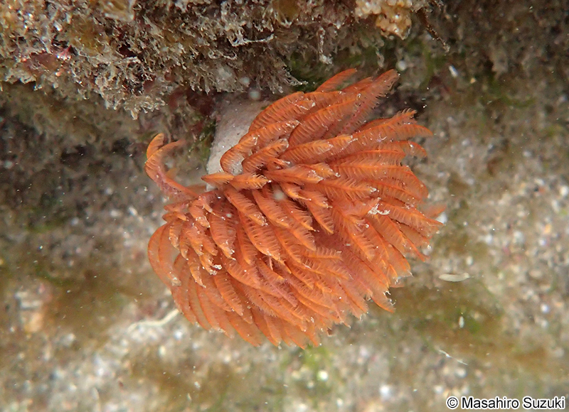 ケヤリムシ Sabellastarte japonica