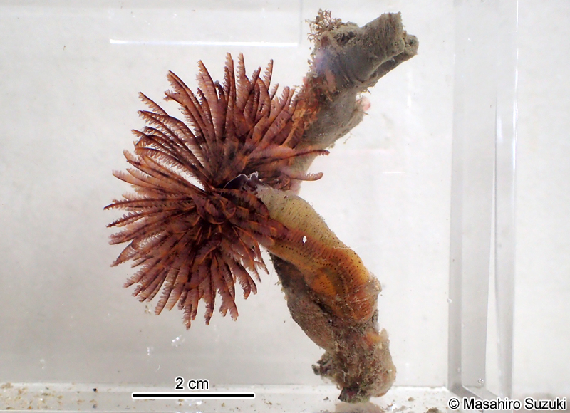 ケヤリムシ Sabellastarte japonica