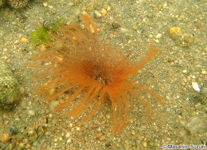 ケヤリムシ Sabellastarte japonica