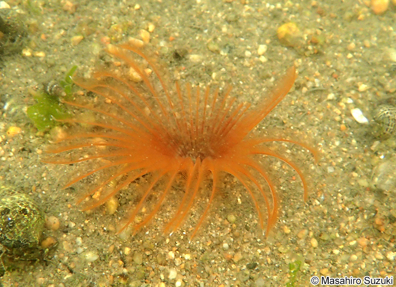 ケヤリムシ Sabellastarte japonica