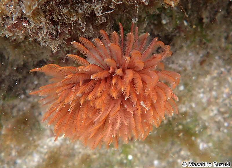 ケヤリムシ Sabellastarte japonica