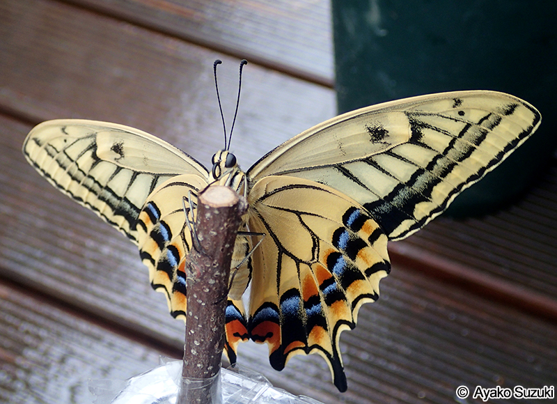 羽化後のキアゲハ