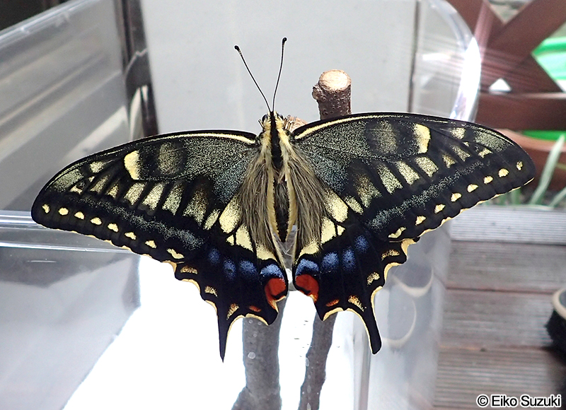 羽化後のキアゲハ