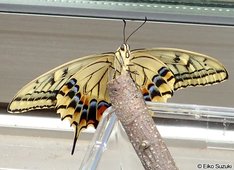 羽化後のキアゲハ