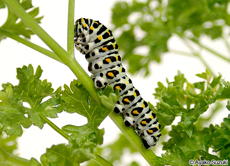 キアゲハの幼虫