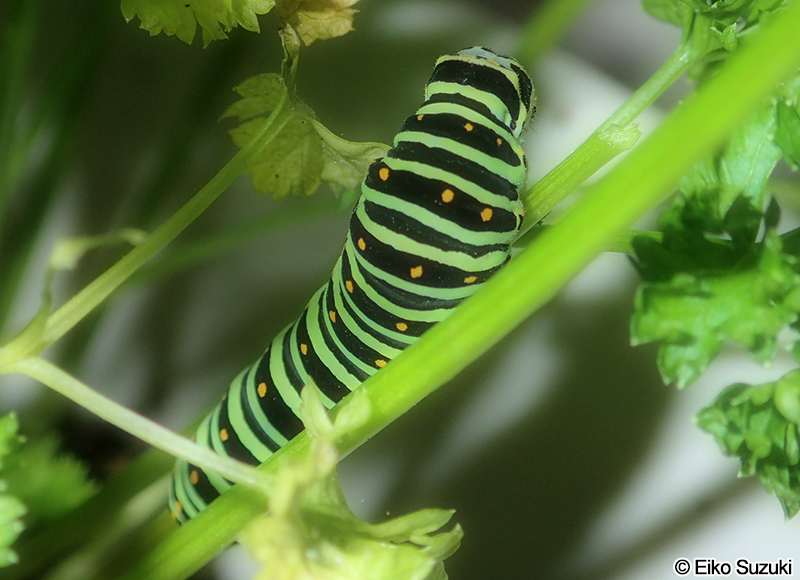 キアゲハの幼虫