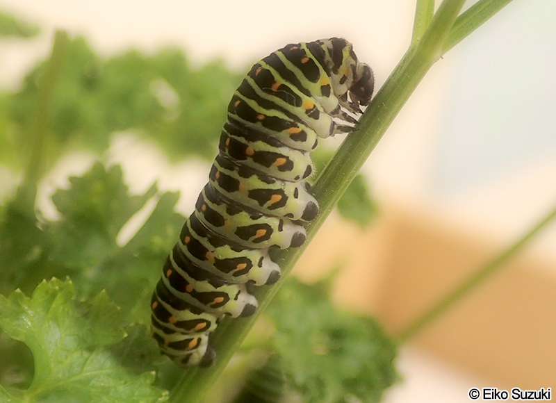 キアゲハの幼虫