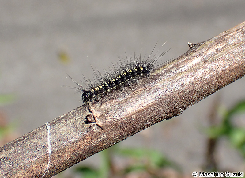 キアシドクガの幼虫