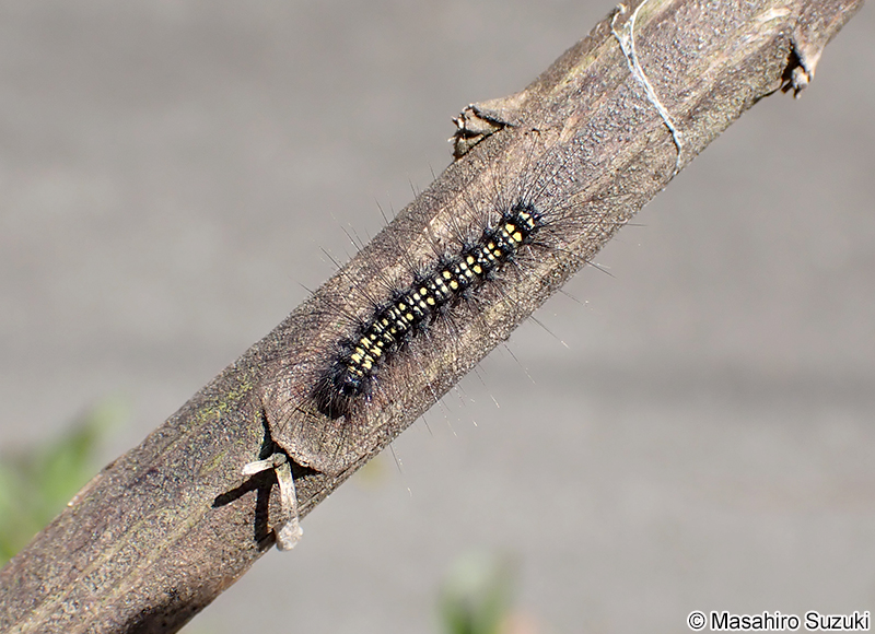 キアシドクガの幼虫