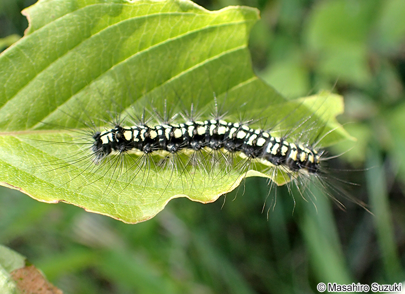 キアシドクガ Ivela auripes