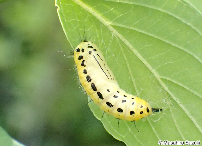 キアシドクガ Ivela auripes