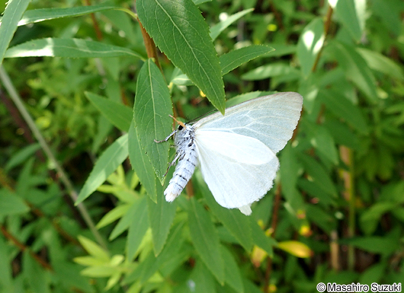 キアシドクガ Ivela auripes