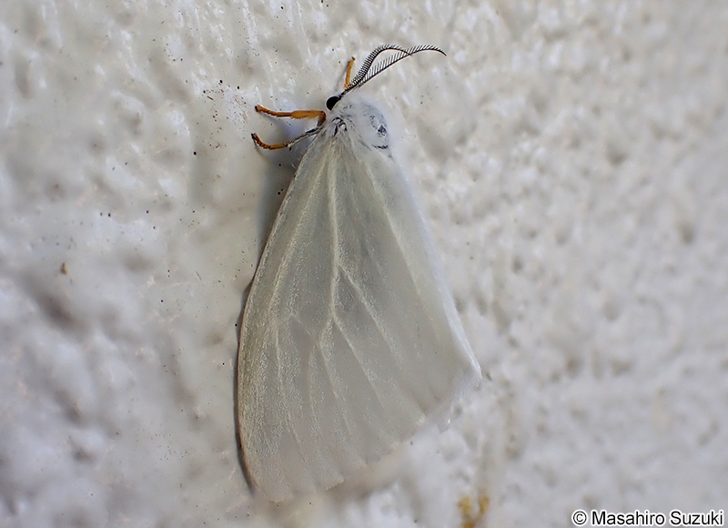 キアシドクガ Ivela auripes